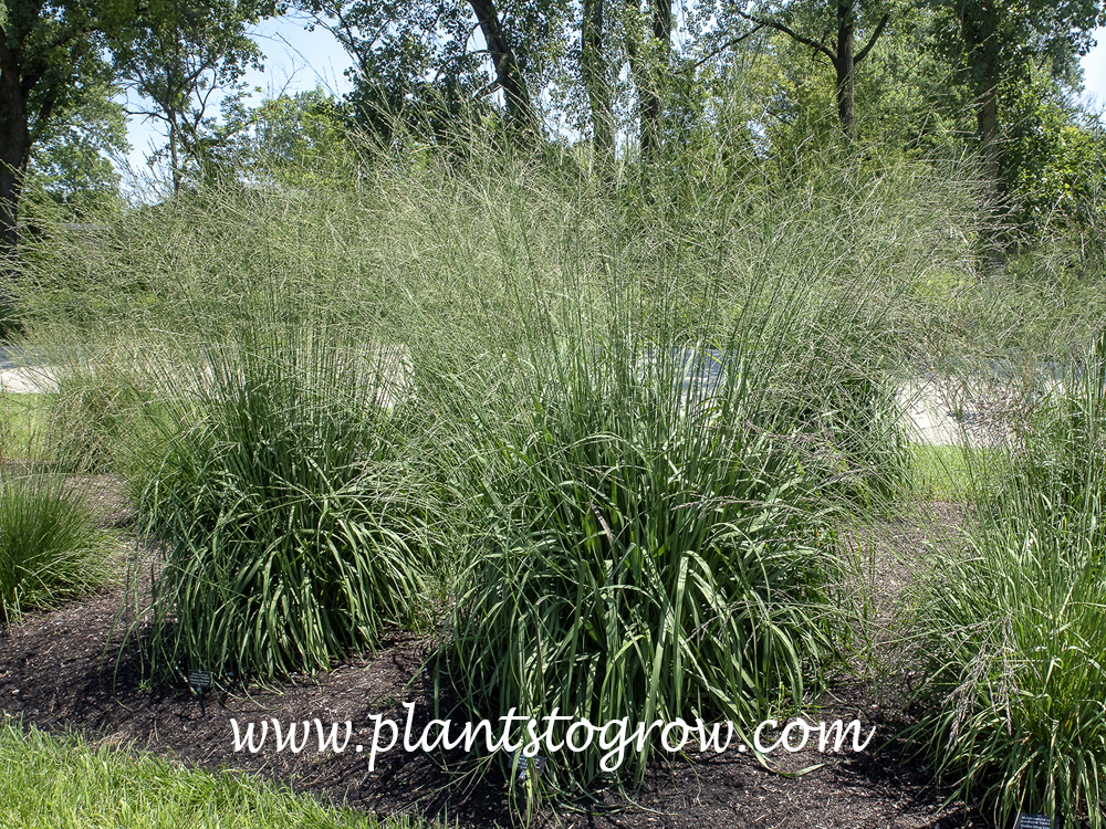 Staefa Moor Grass (Molinia)